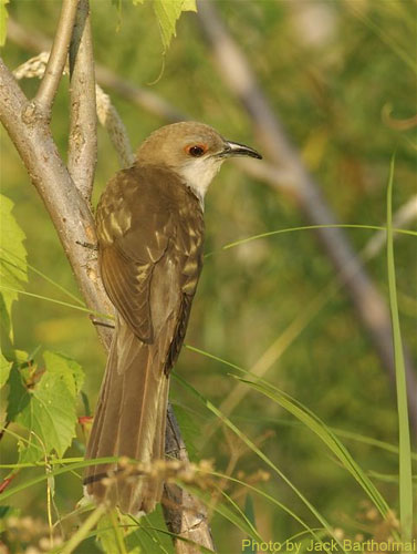 Black-billed Cuckoo looking over shoulder