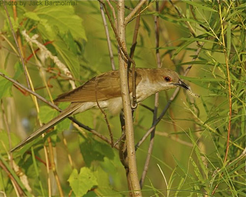 Black-billed Cuckoo perched among the willows