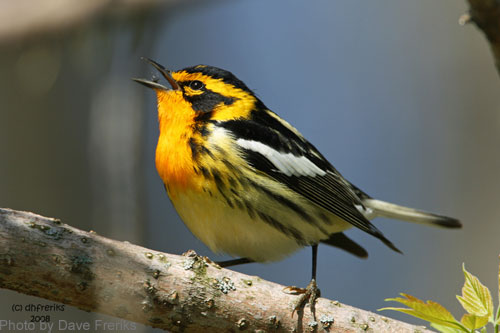 Blackburnian Warbler singing from the tree