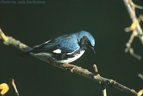 Black-throated Blue Warbler on abranch, dark background
