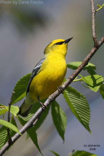 Blue-winged Warbler singing in a tree branch