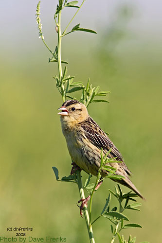 Female Bobolink perched on white sweet clover