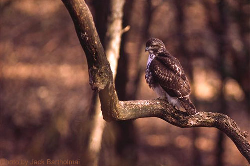 Broad-winged Hawk on a branch
