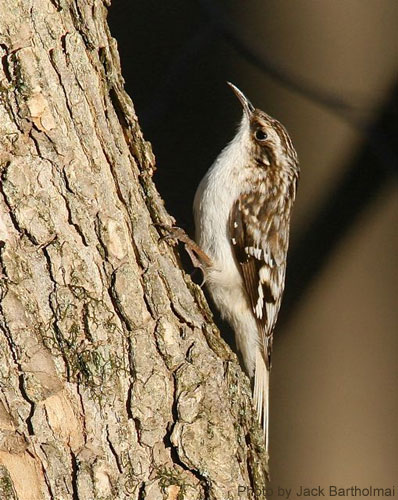 Close up of a brown creeper on a tree trunk