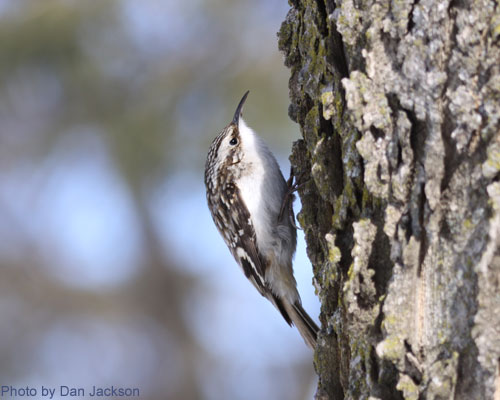 Brown Creeper climbing up the tree trunk
