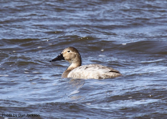 Female Canvasback duck on water