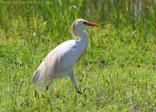 Cattle Egret walking in field