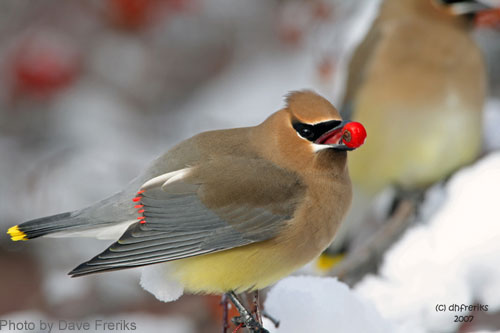 Cedar Waxwing with a red berry in its mouth