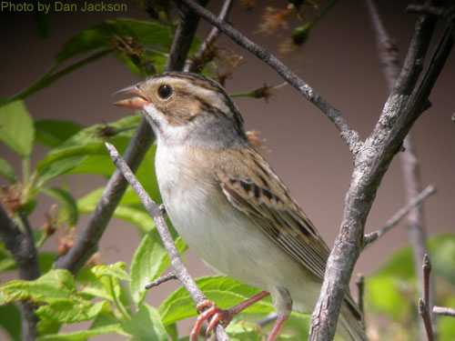 Close up of the Clay-colored Sparrow