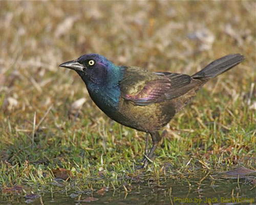 Grackle on the ground showing iridescent colors