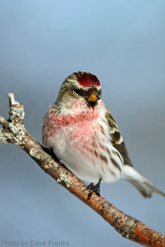 Close up of a Redpoll