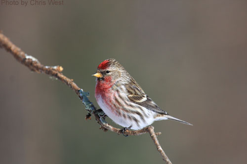 Common Redpoll on a branch