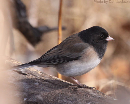 Dark-eyed Junco in profile, perched on a log