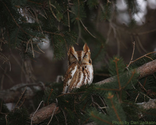Eastern Screech Owl hiding among the pine branches