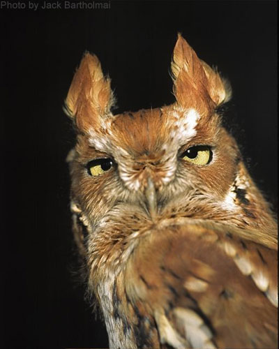 Close Up of a Screech Owl