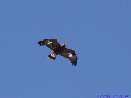 Adult Golden eagle soaring
