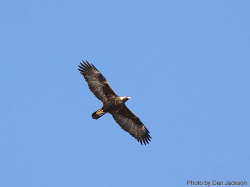 Juvenile Golden Eagle soaring