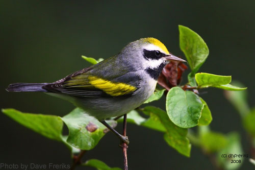 A close-up of a golden-winged warbler