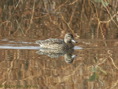 Female Green-winged Teal on marsh