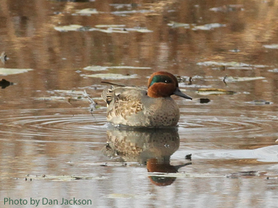Male Green-winged teal on water