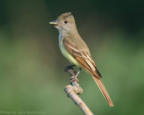 Great Crested Flycatcher watching for a meal