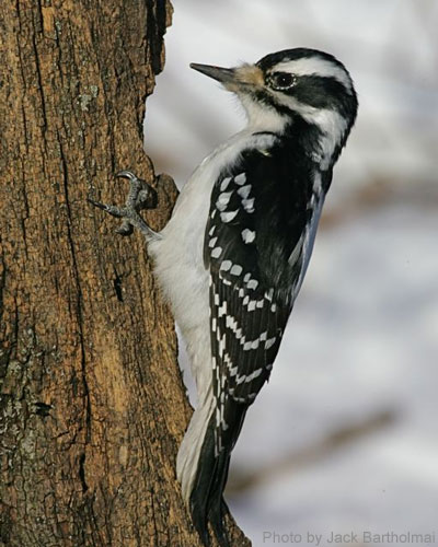 Female Hairly Woodpecker on tree trunk