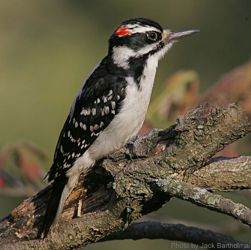 Male Hairy woodpecker noted by red patch and thick bill
