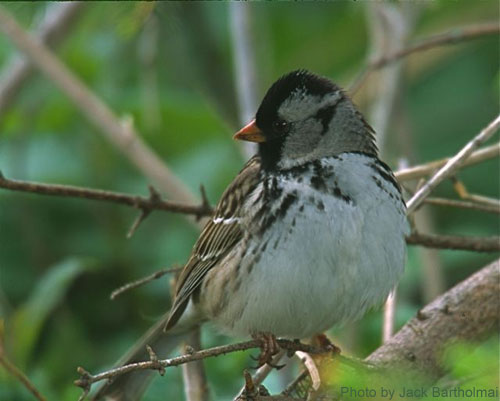 Close up of Harris's Sparrow