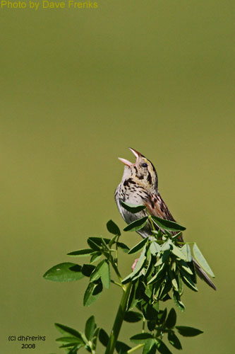A singing Henslow's Sparrow