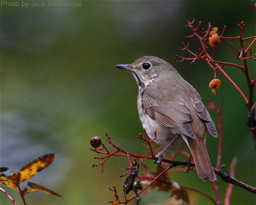 Hermit Thrush on a shrub with berries