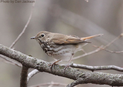 Hermit Thrush showing speckled dots on breast