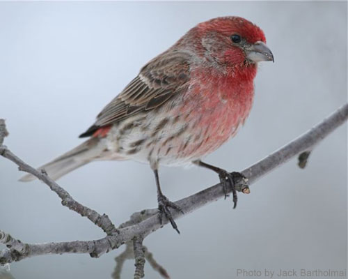 Close up of a male House Finch