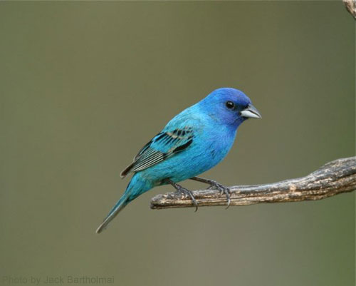 Indigo Bunting on the end of branch, looking quite blue-ish