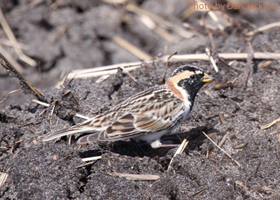Male Lapland Longspur with summer plumage