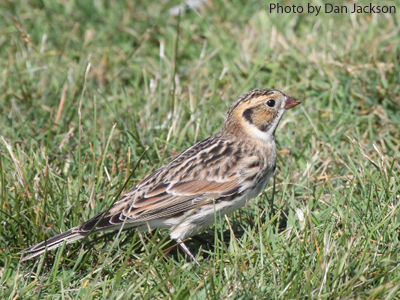 Winter Male Lapland Longspur in grass
