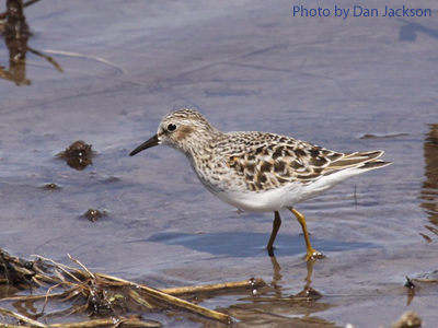 Least Sandpiper wading in the shallows