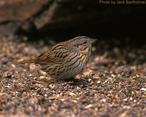 Lincoln's Sparrow standing on the ground