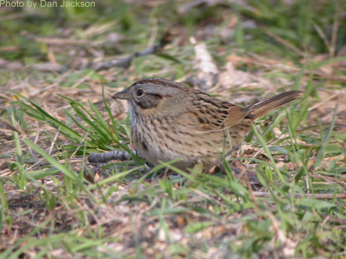 Lincoln's Sparrow on the grass