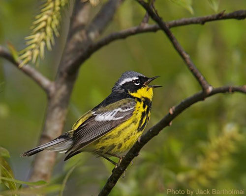 Male Magnolia Warbler singing on a branch