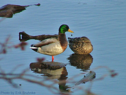A Mallard Pair standing in shallow water along the pond edge