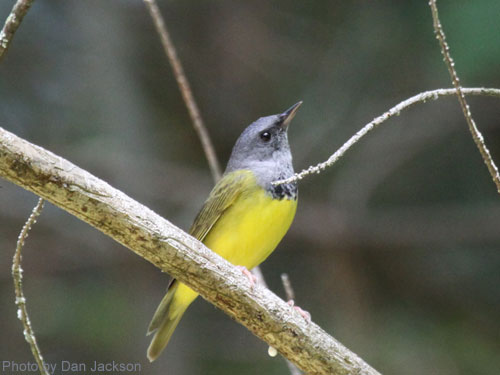 Mourning Warbler on a tree branch