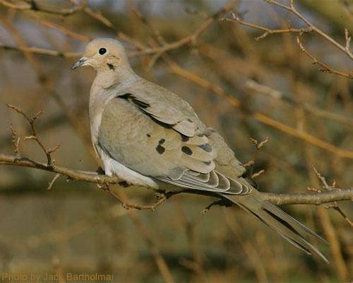 Profile of a Mourning Dove sitting in tree