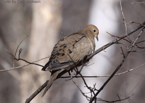 Photo showing Mourning Dove tail feathers