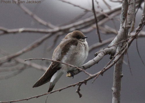 Northern Rough-winged Swallow on a tree branch