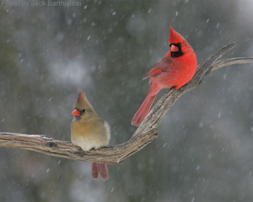Male and Female cardinals on a branch during snow