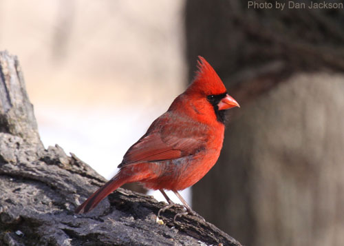Norther Cardinal perched on a log