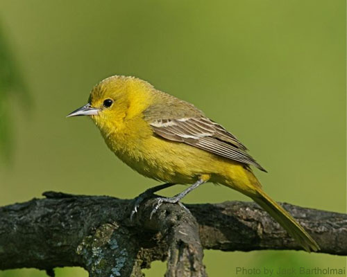 Female Orchard Oriole looking so dainty