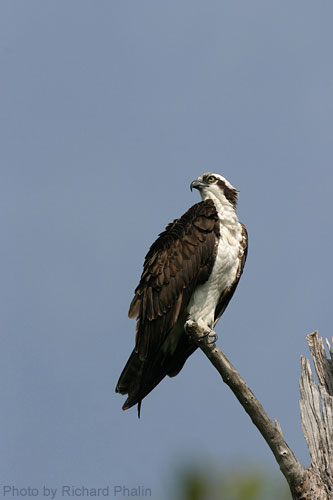 Osprey perched on branch