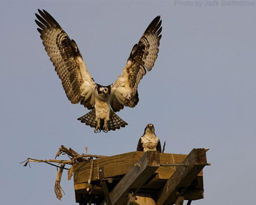 Ospreys in an artificial nest platform