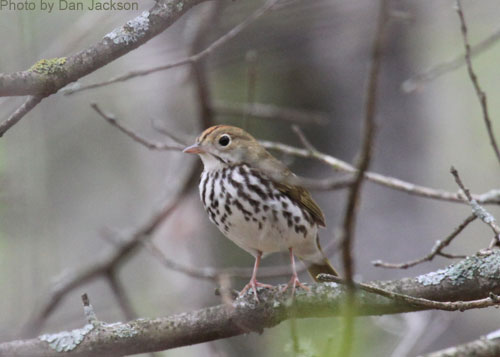 Ovenbird perched on a tree branch